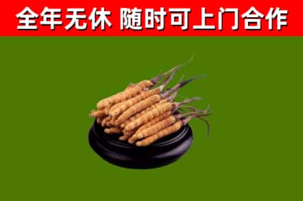 柯城区回收散虫草